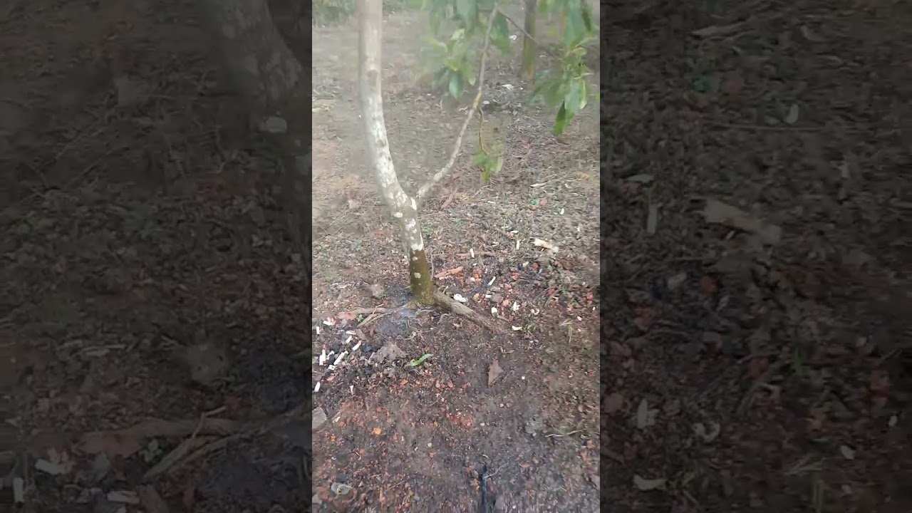 Alpukat siger kurang perawatan sulit berkembang.