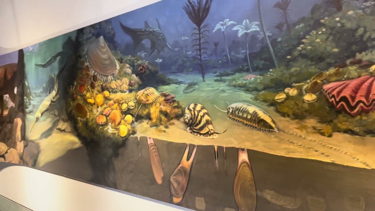 Geodos, fósseis e mais 