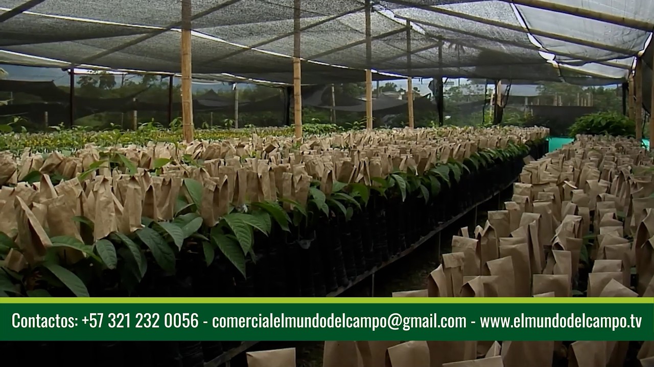 27 FEB   CAP 2   VIVERO LA VICTORIA   ARMENIA   QUINDÍO