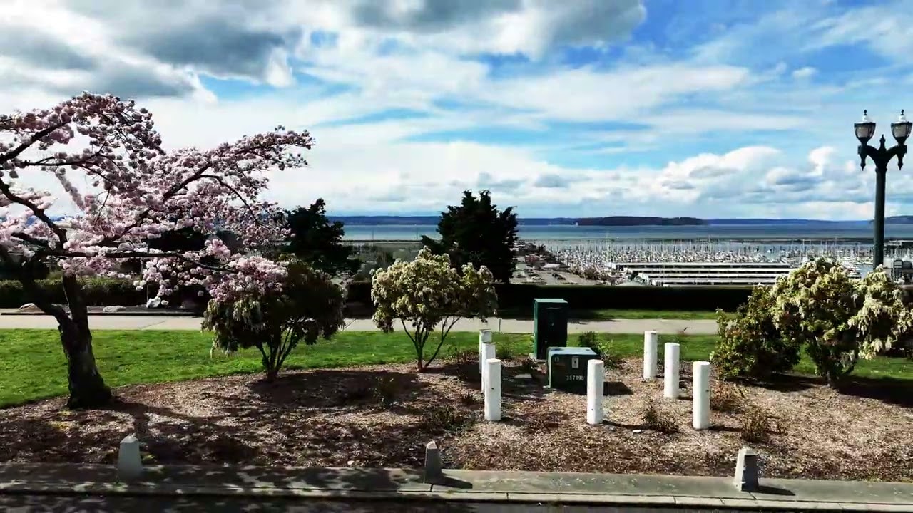 Cherry Blossoms at Grand Avenue Park in Everett, WA