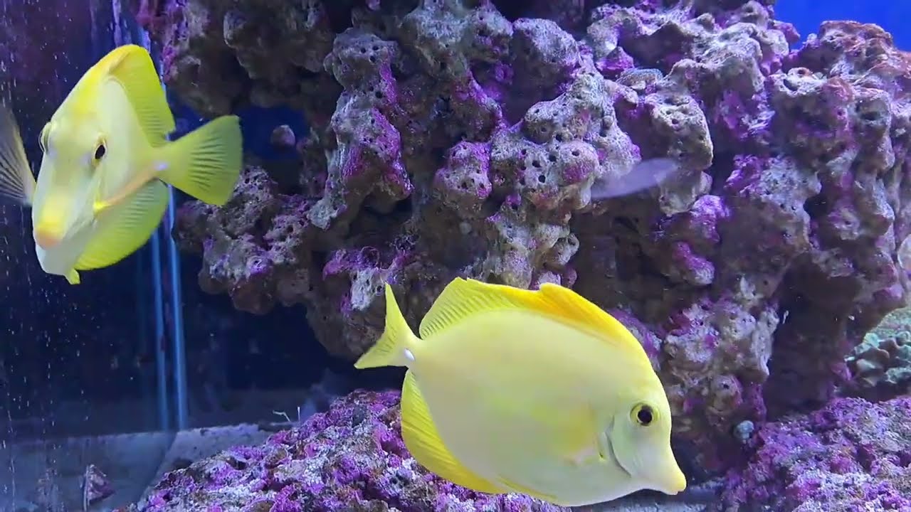 Aquarium Pula