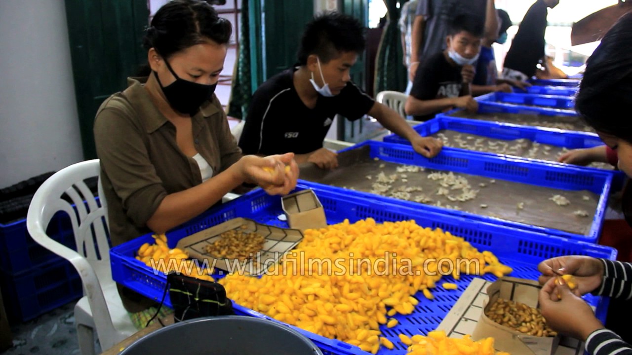 Sericulture in India: sorting silk worm cocoons at Zemabawk, Mizoram