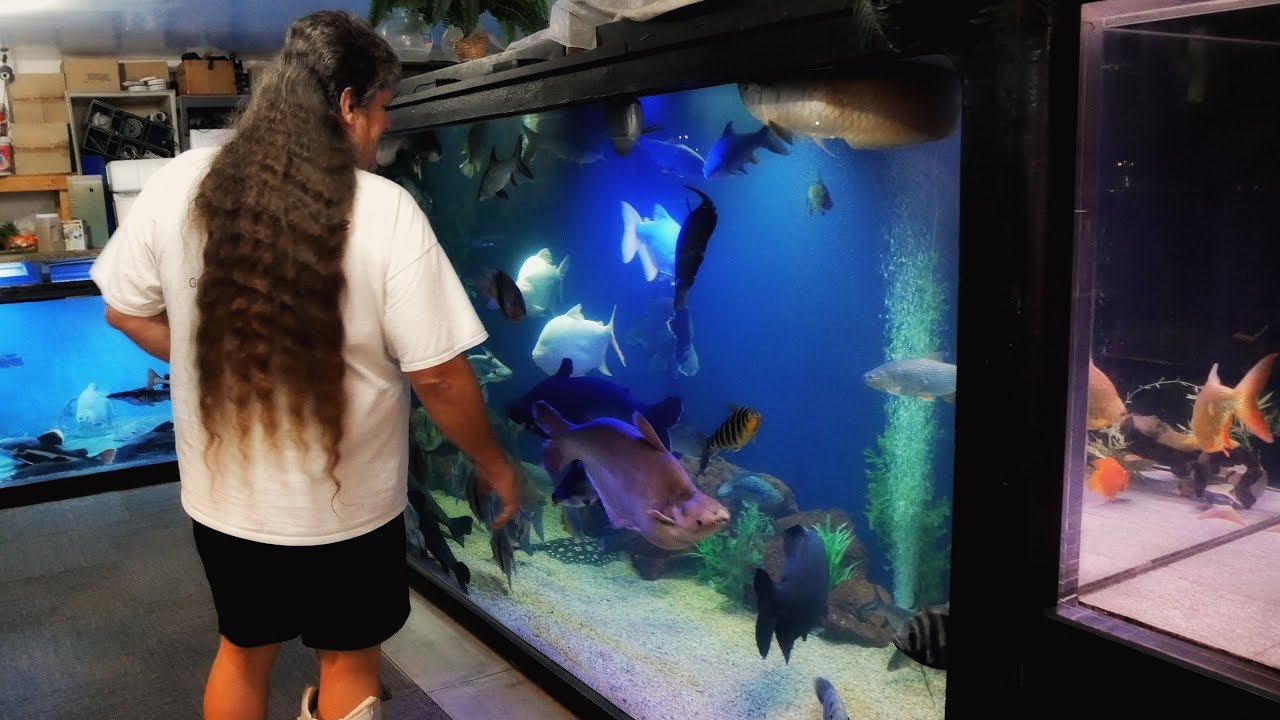 He Lives Here! The Craziest Home Fishroom (Returning to Ohio Fish Rescue)