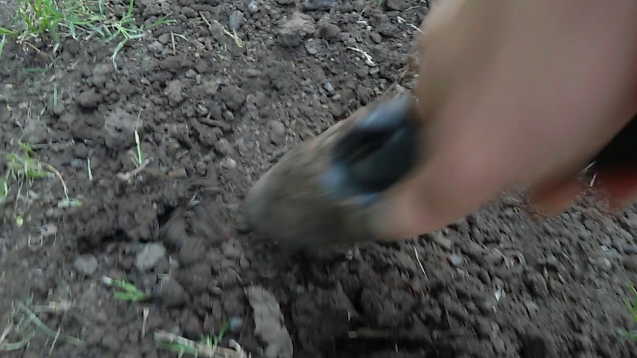 planting bee seeds
