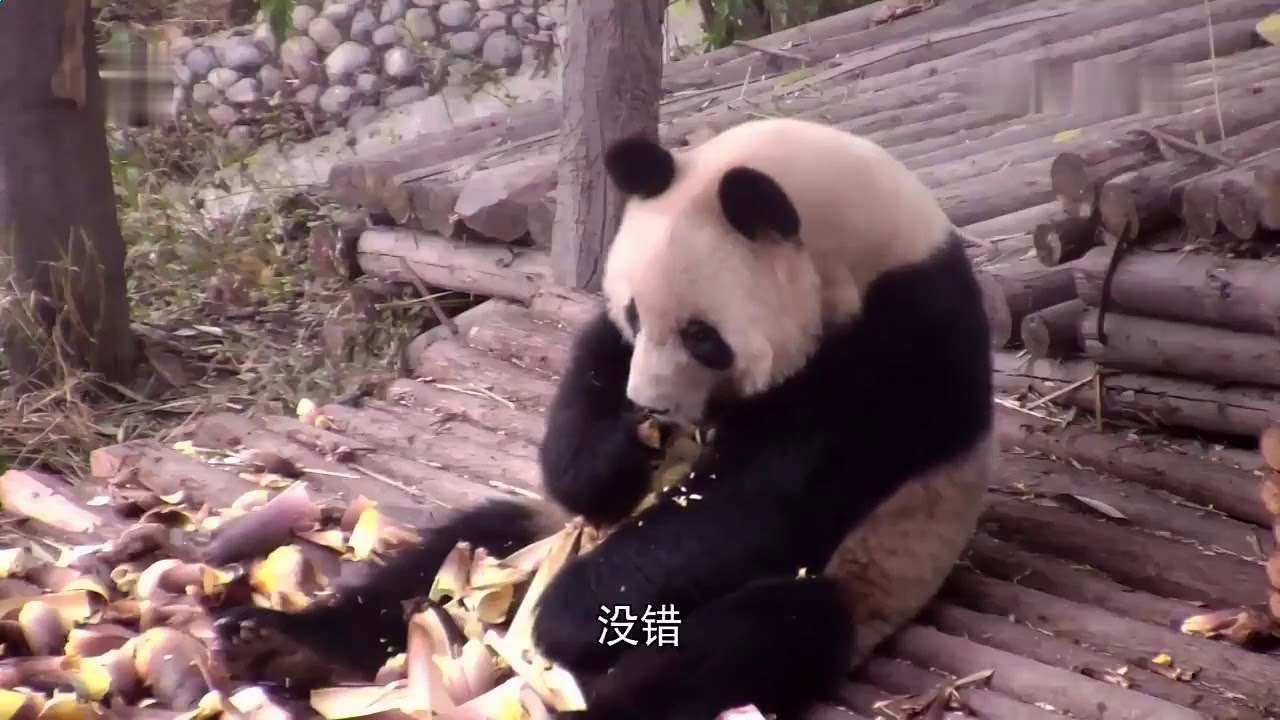 The panda with unique charm and appearance is called Shu Yun 25