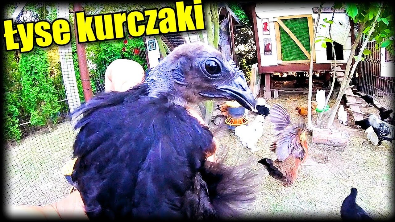 Dlaczego te kurczaki są łyse?