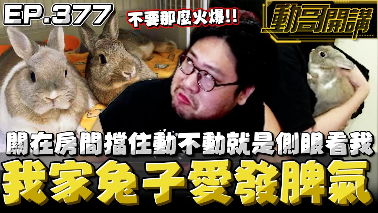 【國動】我家兔子愛發脾氣！關在房間用板子擋住但想要出去？動不動就是側眼看我想要出去... by 醉拳甘迺迪