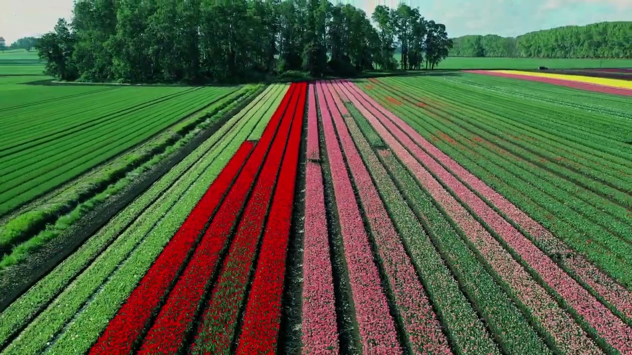Tulipanes Sur Chile
