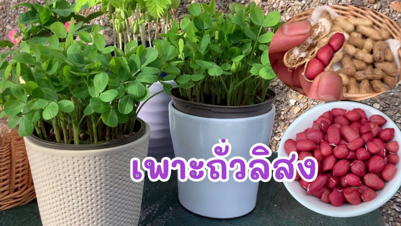 เพาะถั่วลิสงแบบง่าย งอกเร็ว🌱🌱