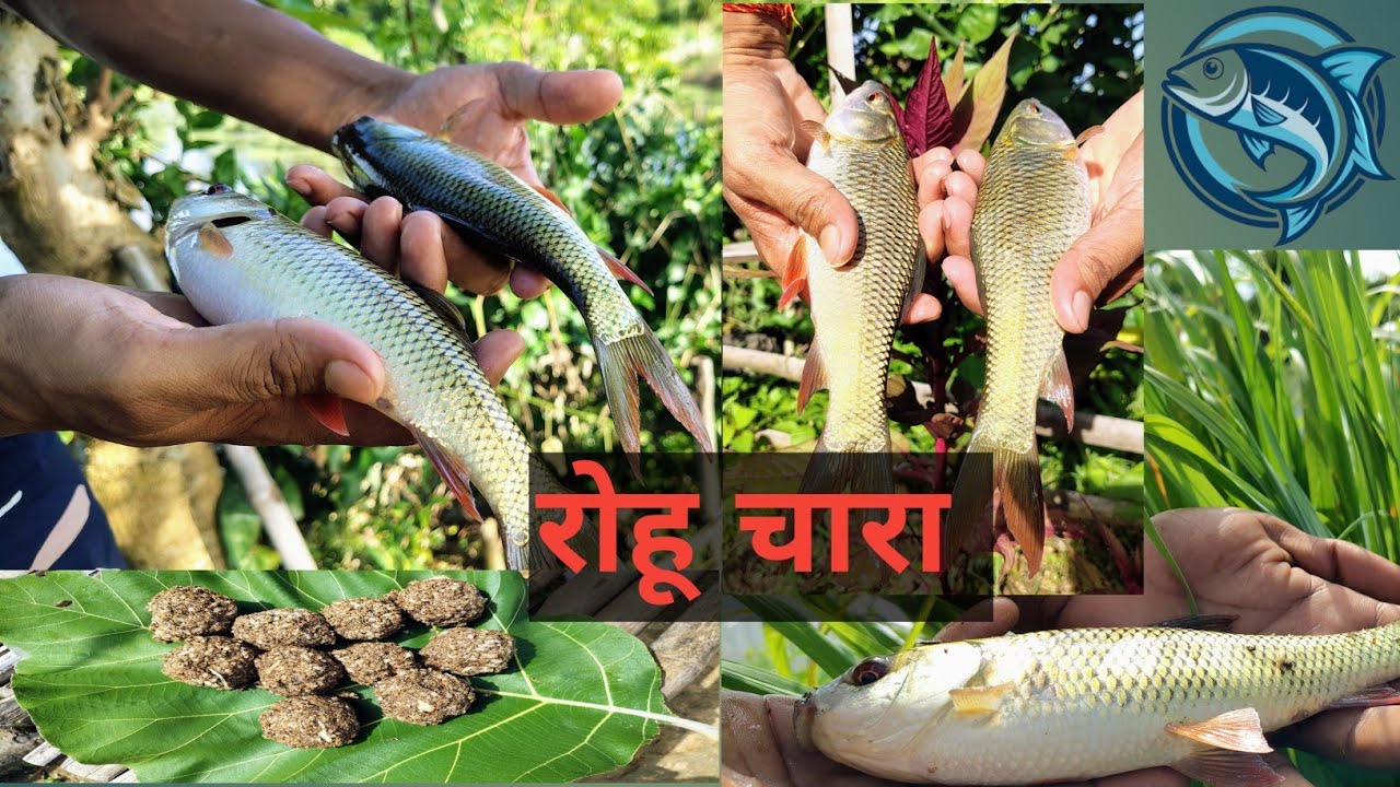 Приманка Desi Bait для ловли роху – 100% результат