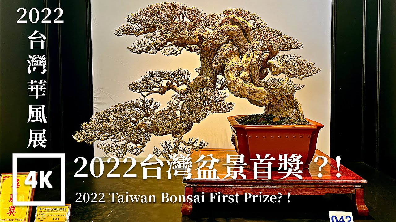 Taiwan Walk 2022台灣華風盆景展Taiwan Hwa Fong Bonsai Expo  Asmr Amateur Ambience Built Environment Flaneur