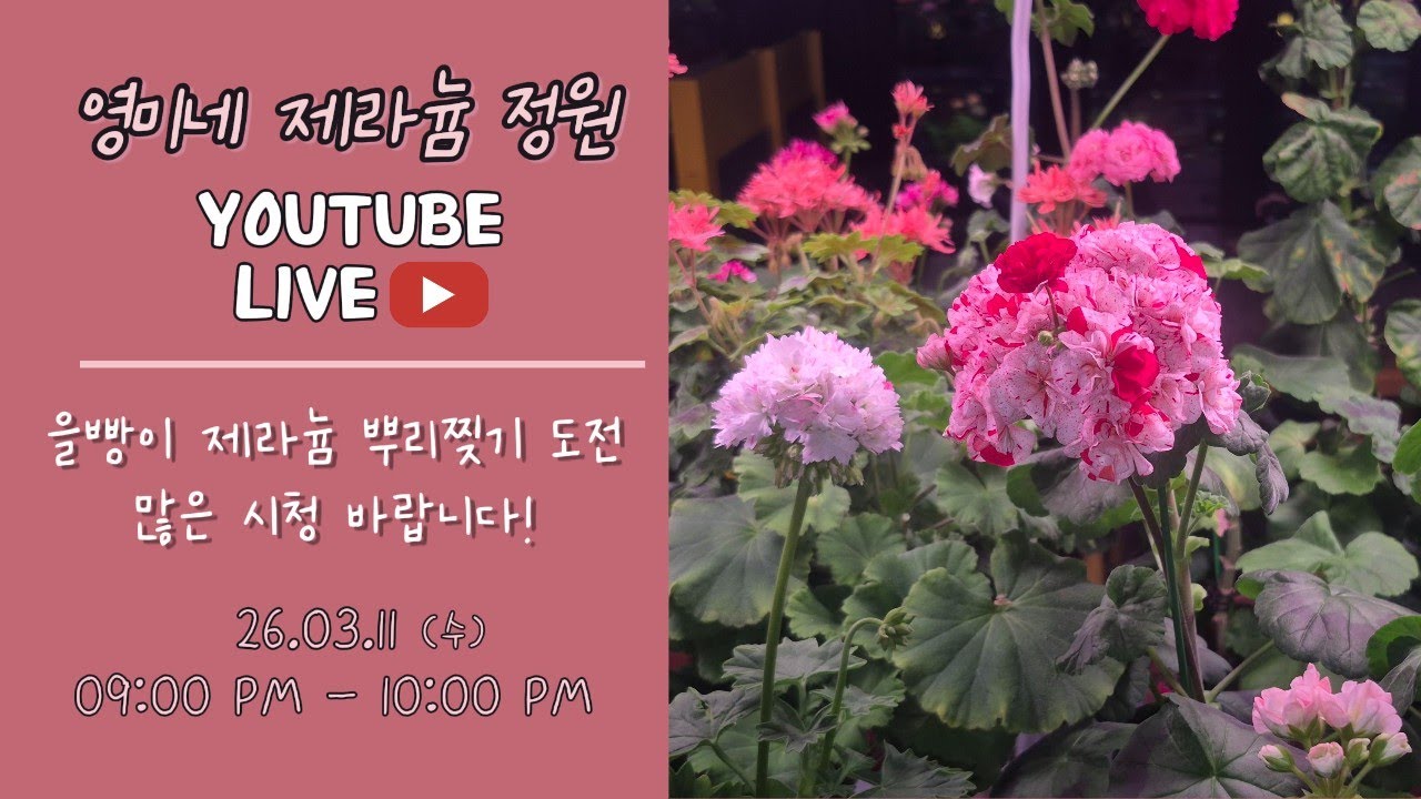 26.03.11(수) 영미네 제라늄 정원 라이브