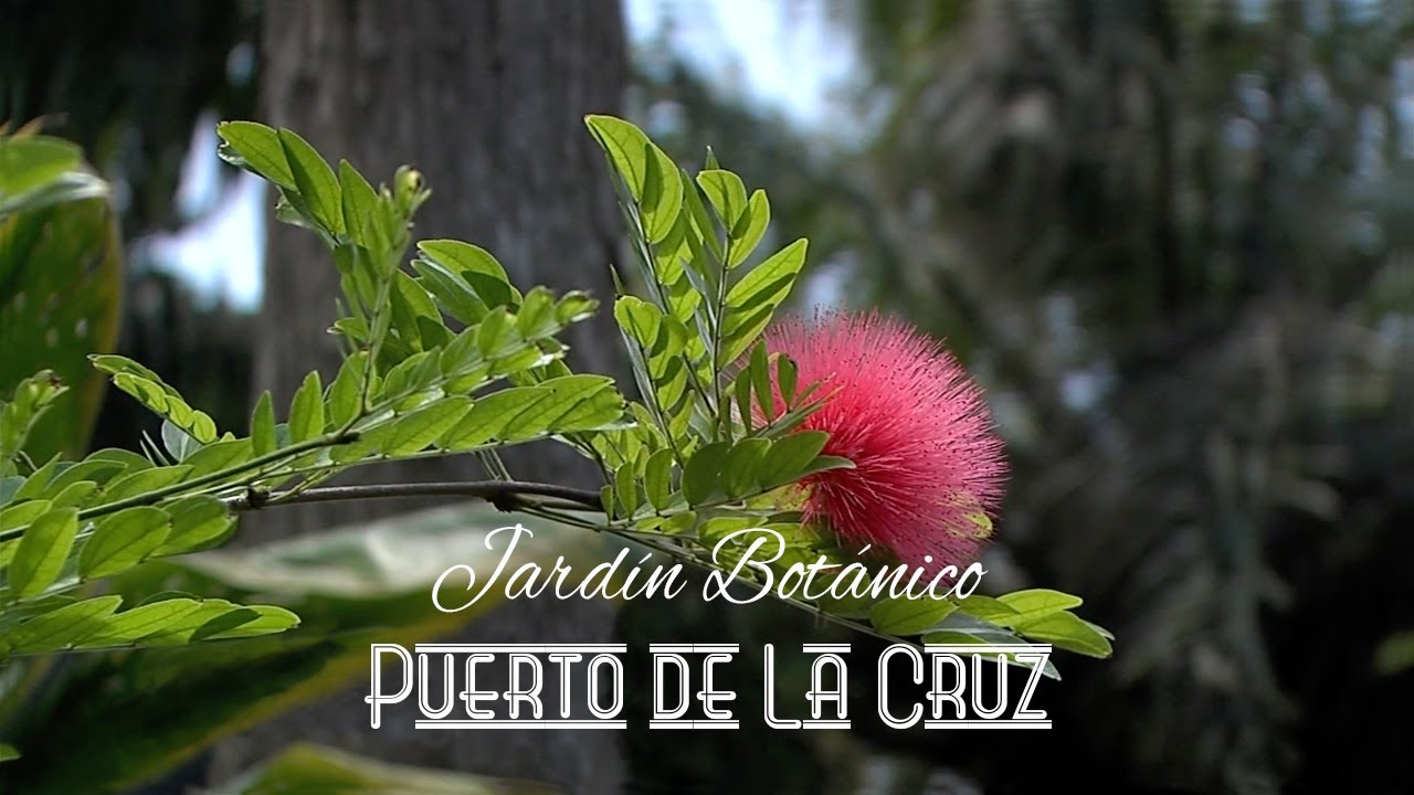 Jardín Botánico - Puerto de La Cruz