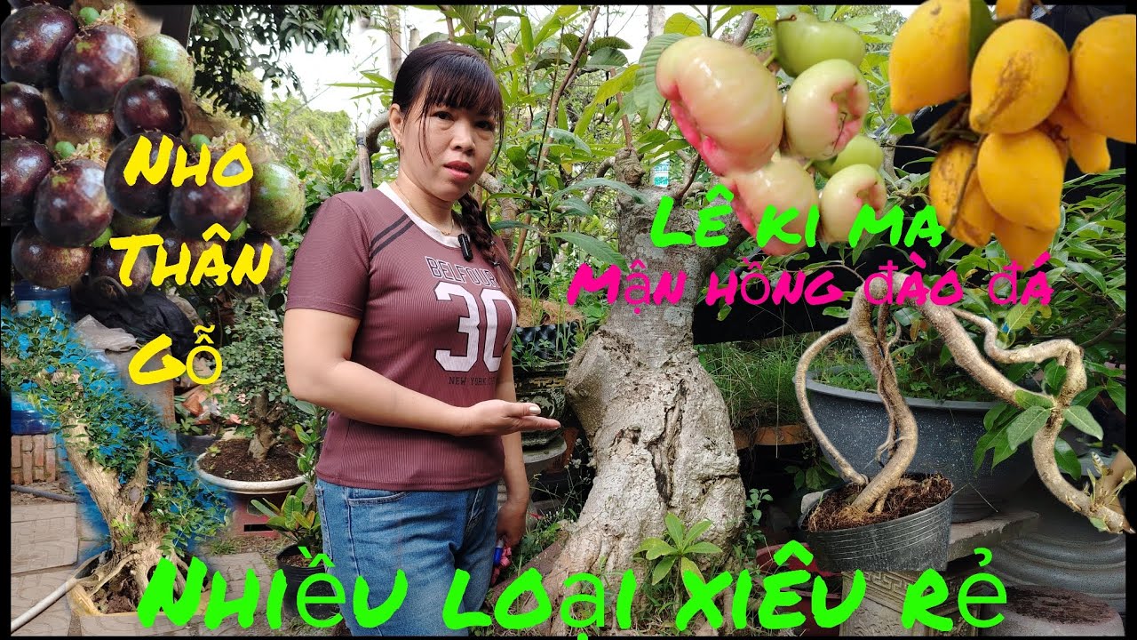 9/3 Giao lưu .lê ki ma Thái .nho thân gỗ .xa la. túc quái .mận hồng đào đá #lh0382354700 #Baosíp ...