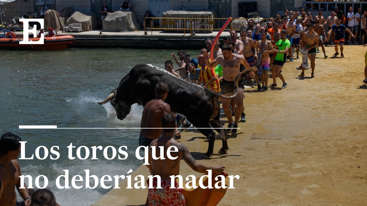 Fiestas que maltratan animales: 'bous a la mar' | El País