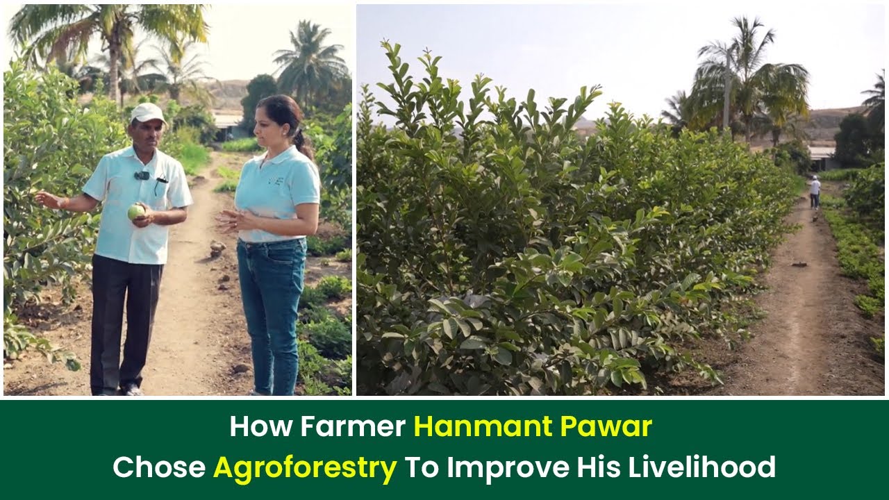 How Hanmant Pawar Turned His Farm Into A Profitable Yield With Agroforestry I Grow Billion Trees