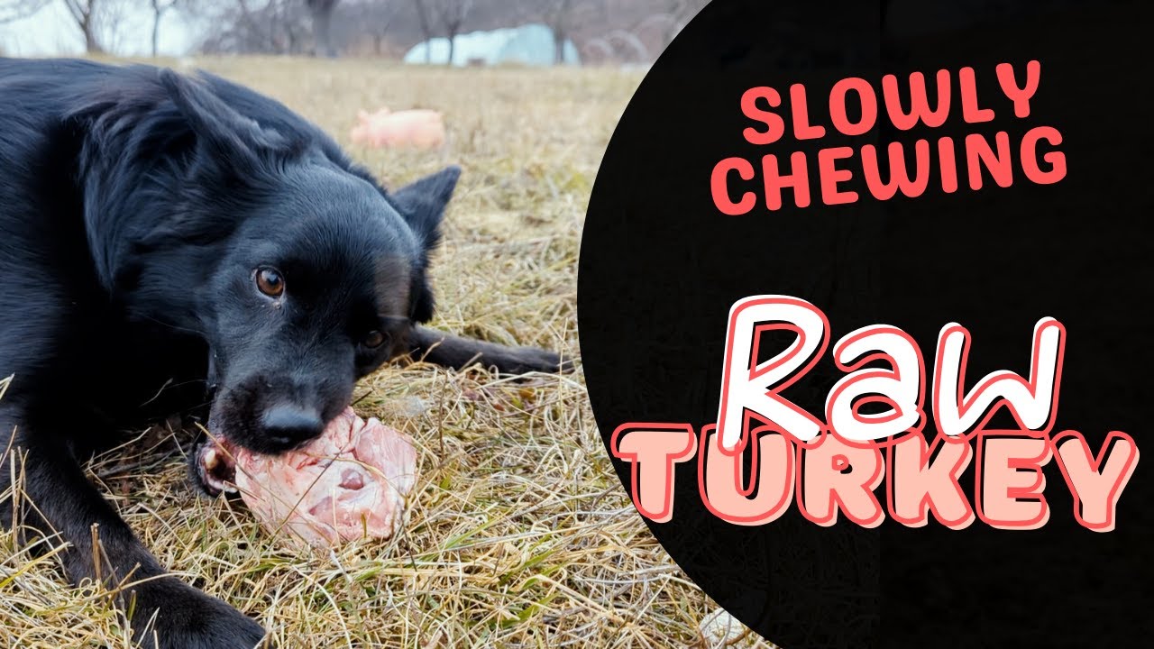Shiny Black Dog Slowly Chews a Turkey Back | Relaxing ASMR (咀嚼音)