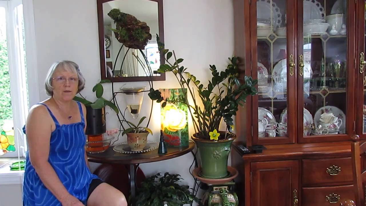 jacolyns orchids #7