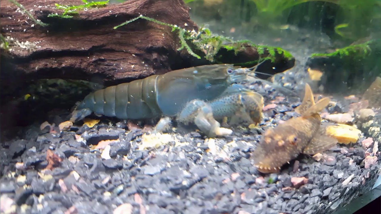 Vampire Shrimp Spotlight