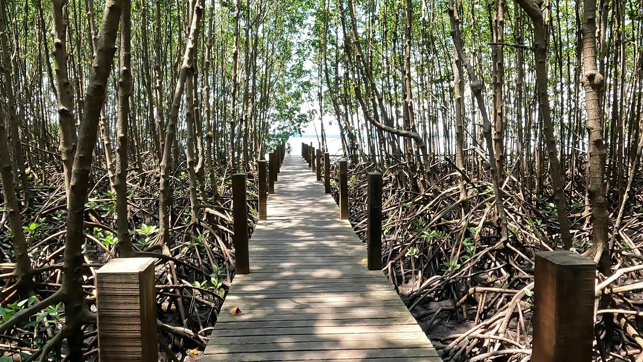 ศูนย์ศึกษาธรรมชาติป่าชายเลน อ่าวคุ้งกระเบน จันทบุรี Kung Krabaen Bay Mangrove Study Center Thailand