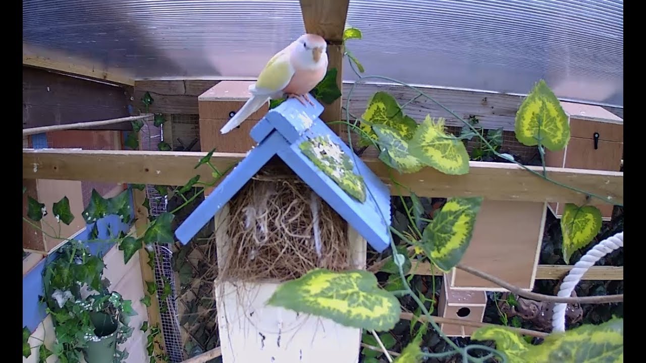 Live New Mixed Aviary Parakeets Canaries and Finches 17th April 2018
