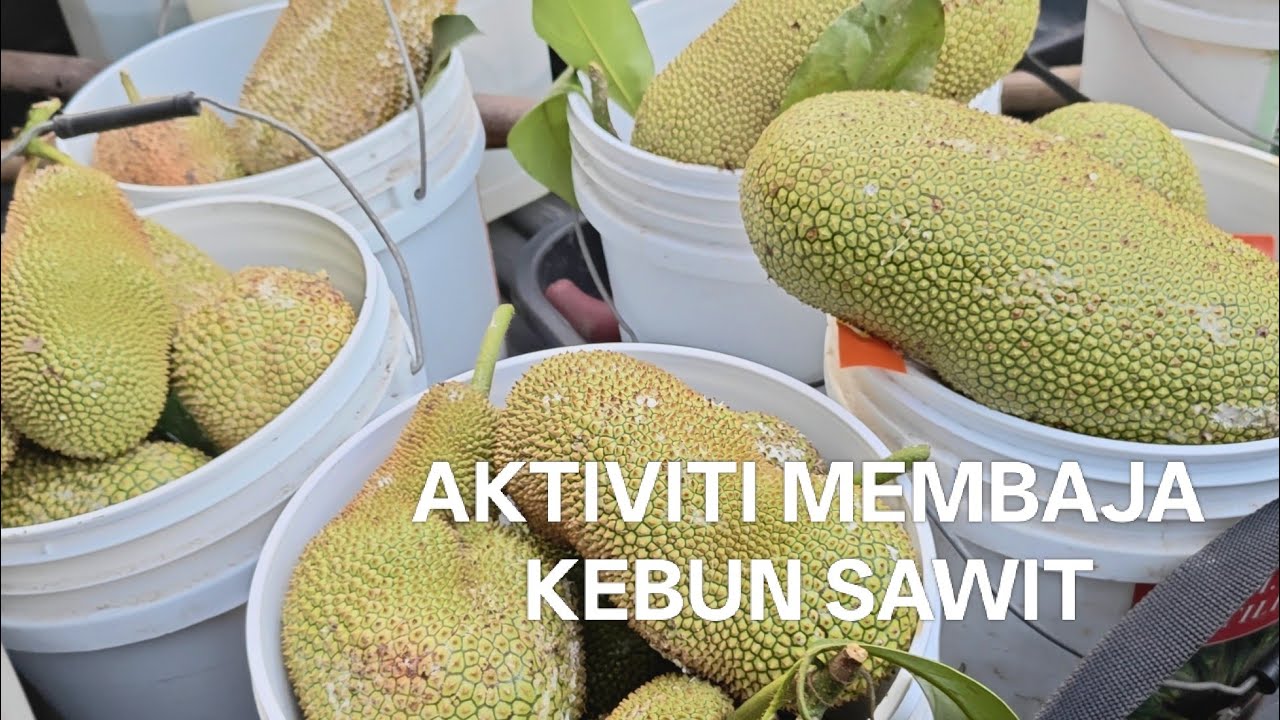 Membaja Kebun Ayah Di Kampung Sawah Baru Labis Johor