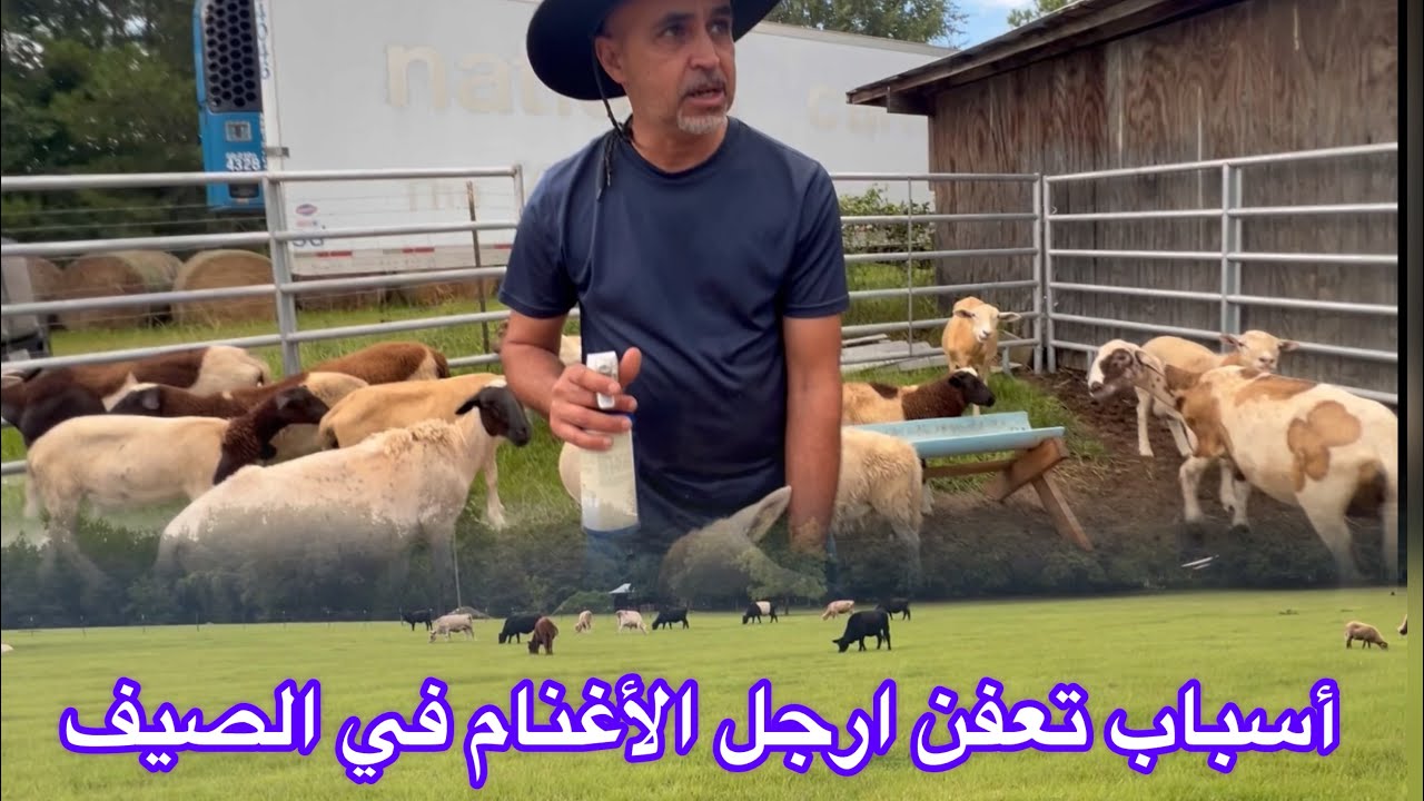 كثرة الرطوبة والشتاء في فصل الصيف وتأثيرها على تعفن أرجل الأغنام في أمريكا