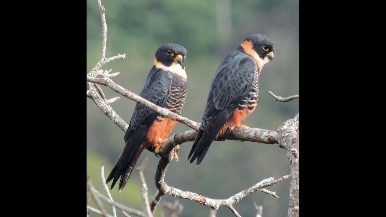 Falconry: The Bat Falcon