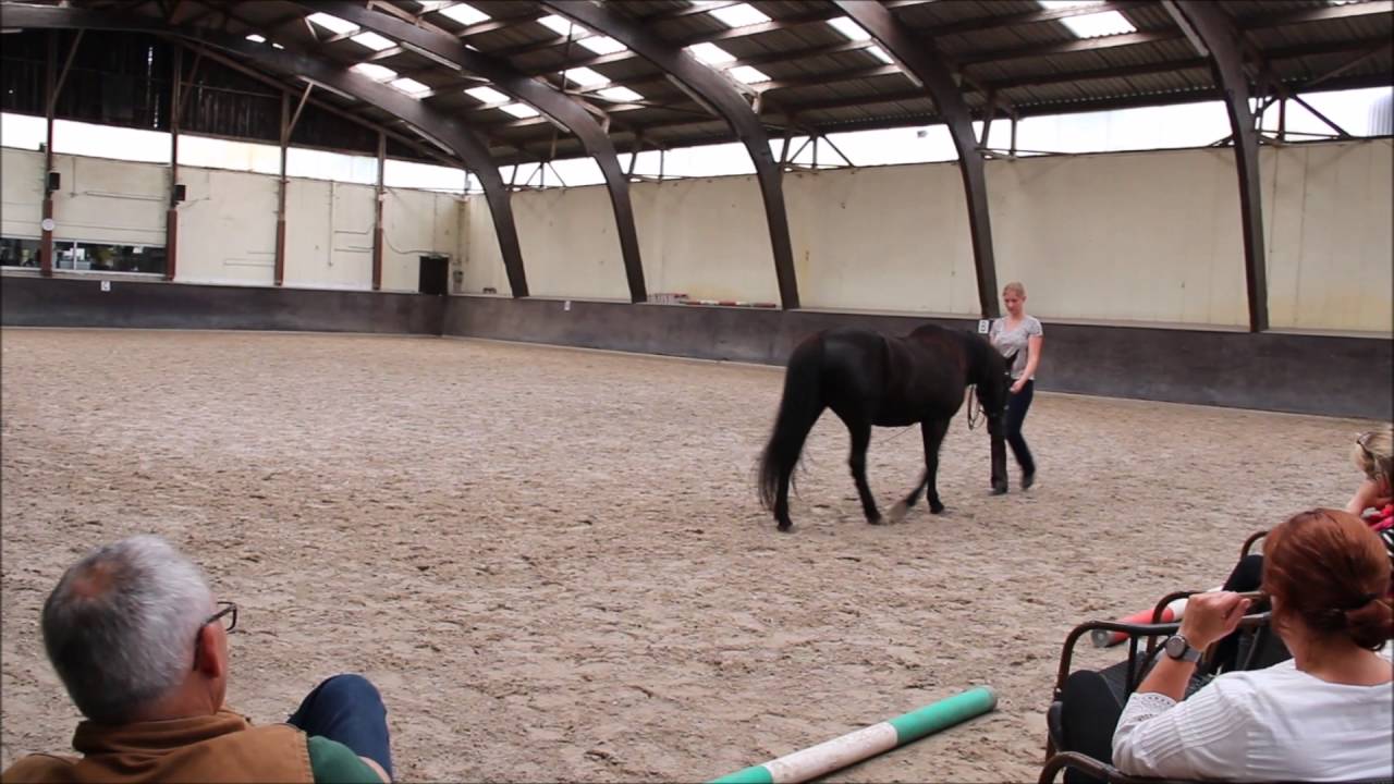 Stefanie & Pino - Academic art of Riding - Groundworktest and longetest