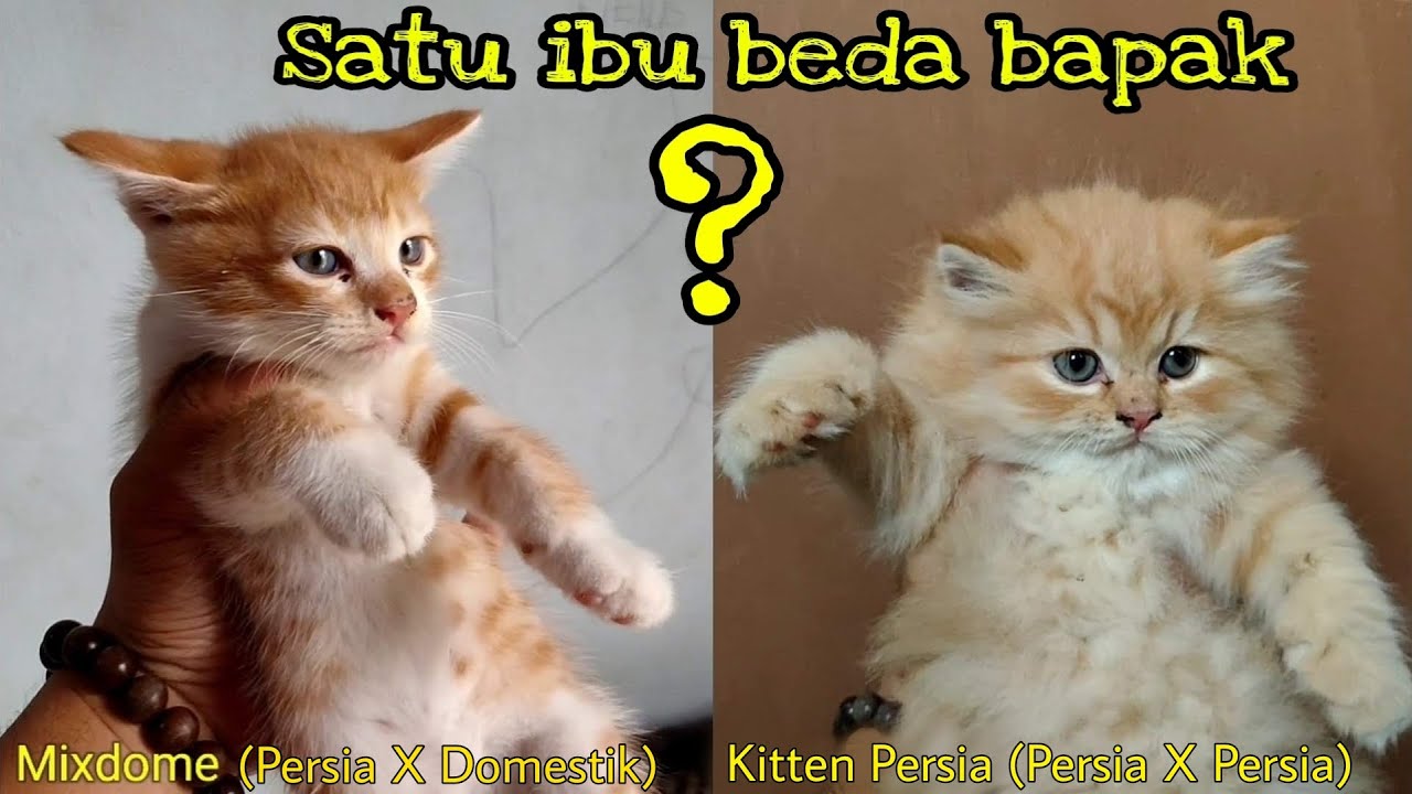 Inilah Anak Kucing Hasil Kawin Silang Antara Kucing Persia dan Kucing Kampung (Domestik)