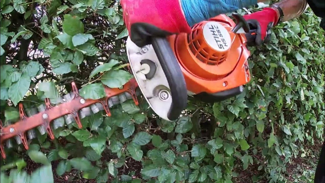 Trimming a large Beech hedge
