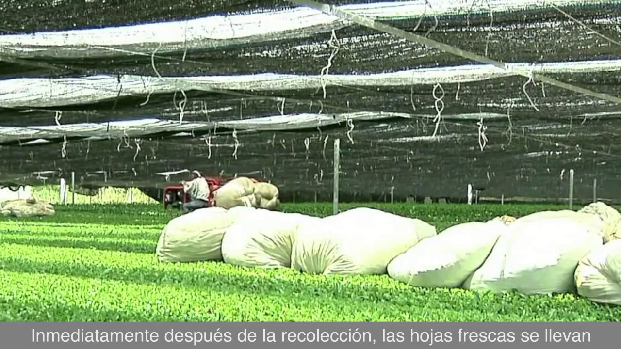 Proceso de producción del té verde Matcha