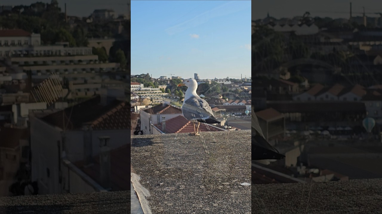 Gaivotas do Porto - um show &agrave; parte !  #porto   #portugal   #gaivotas   #ver&atilde;o