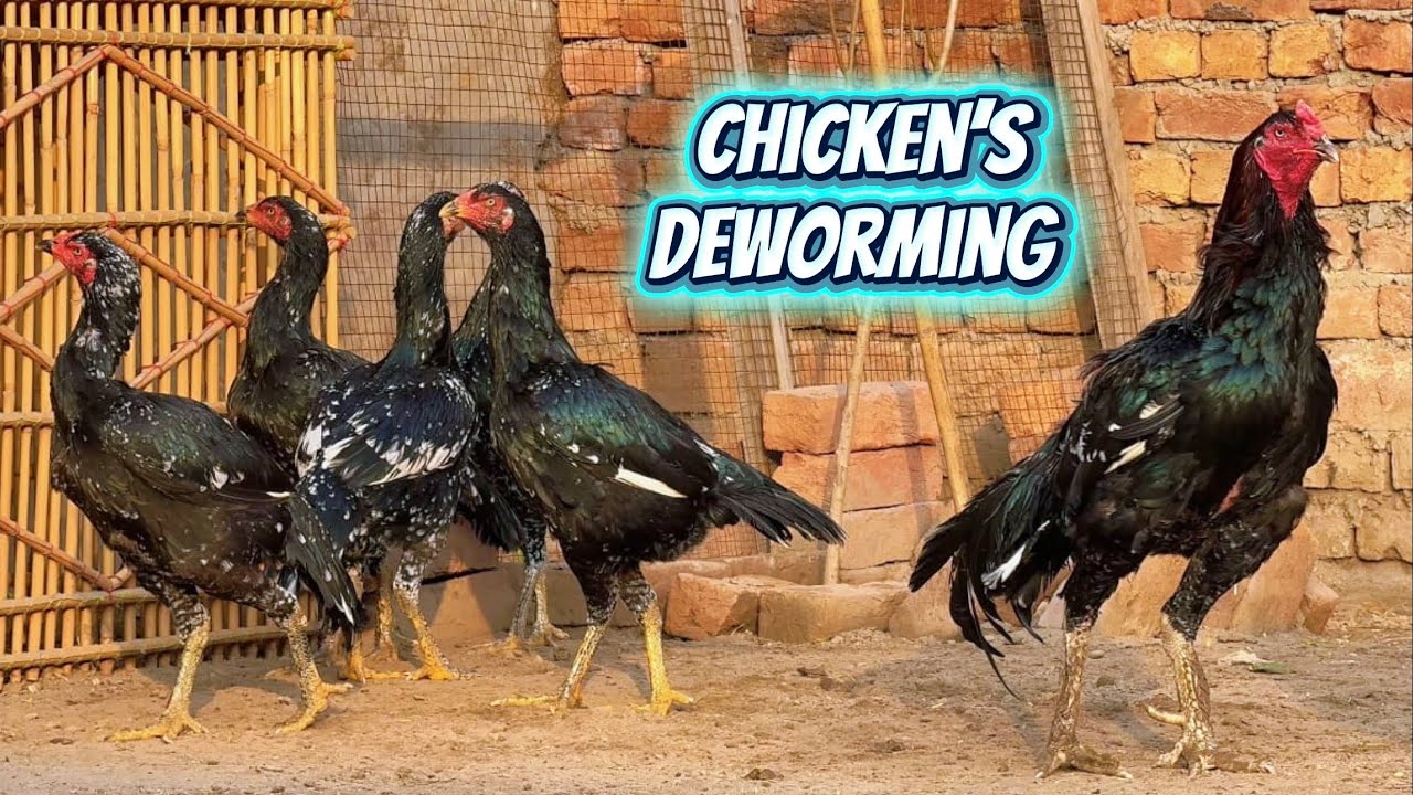 How to deworm an aseel rooster by Nadeem shah aseel