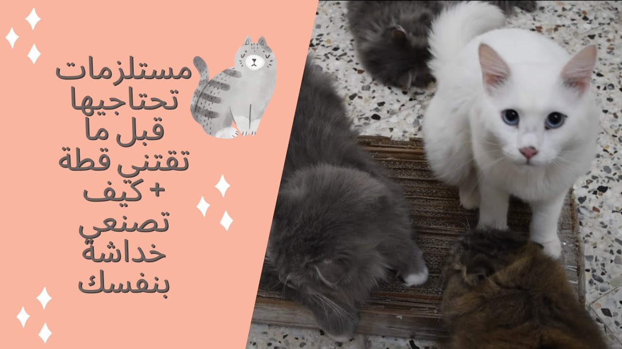 مستلزمات القطة + طريقة عمل خداشة | هانية محمد