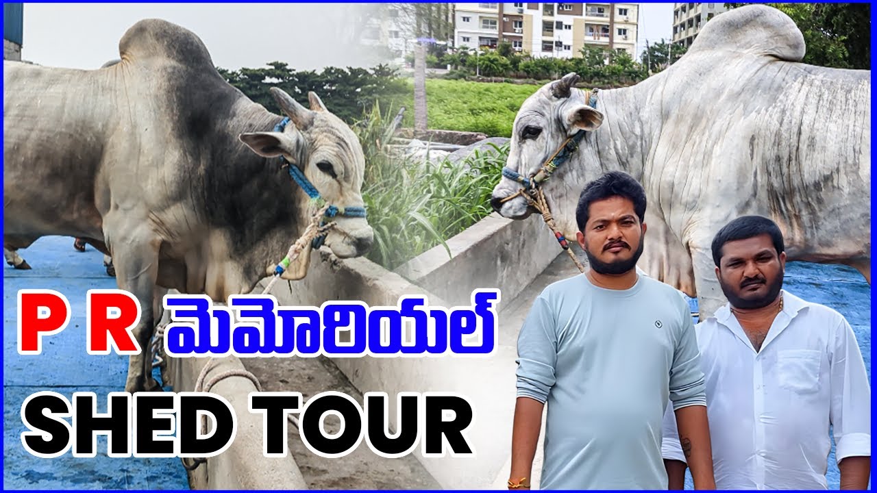 P R Memorial | Kunchanapalli | Shed Tour | 15-05-2024 | Bulls Of Andhra