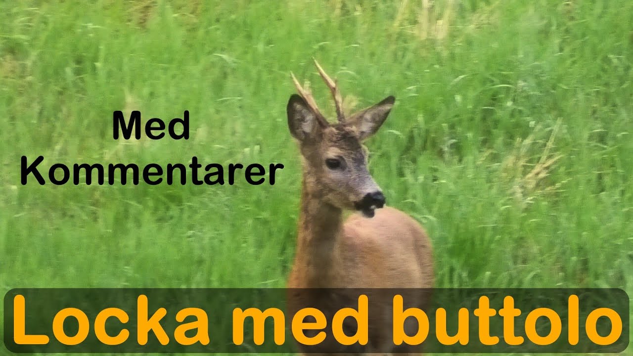 Locka rådjurs bock med buttolo lockpipa  (MED KOMMENTARER) / Call for buck with buttolo