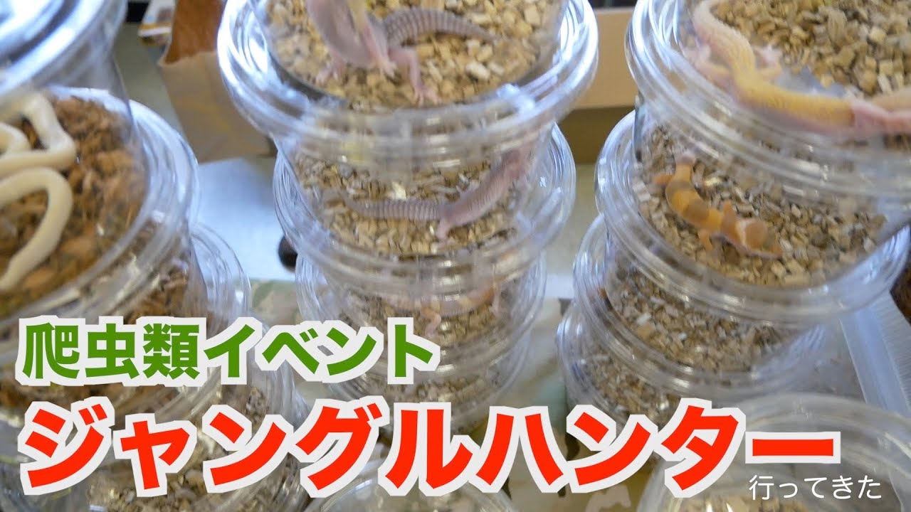 【爬虫類イベント】ジャングルハンターに行ってきました。