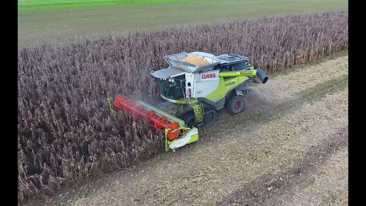 K&auml;ferbohnenernte | Mais dreschen mit Rapsgebiss | Agrarprofi