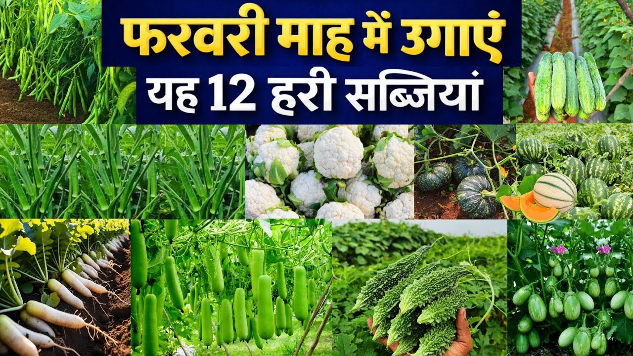 🌱फरवरी माह में उगाई जाने वाली सब्जियां | February Vegetable Farming Guide | ज्यादा मुनाफे की खेती 🚜🌾
