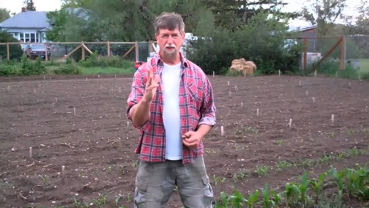 Breeding OP Corn for Early Vigor with Dave Christensen