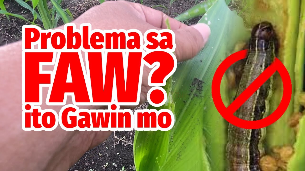 Paano PUKSAIN ang FAW at Foliar Fertilizer sa Mais