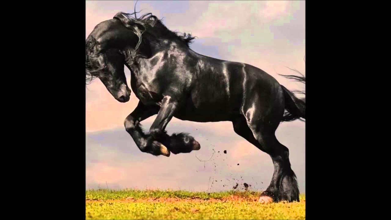 Equus