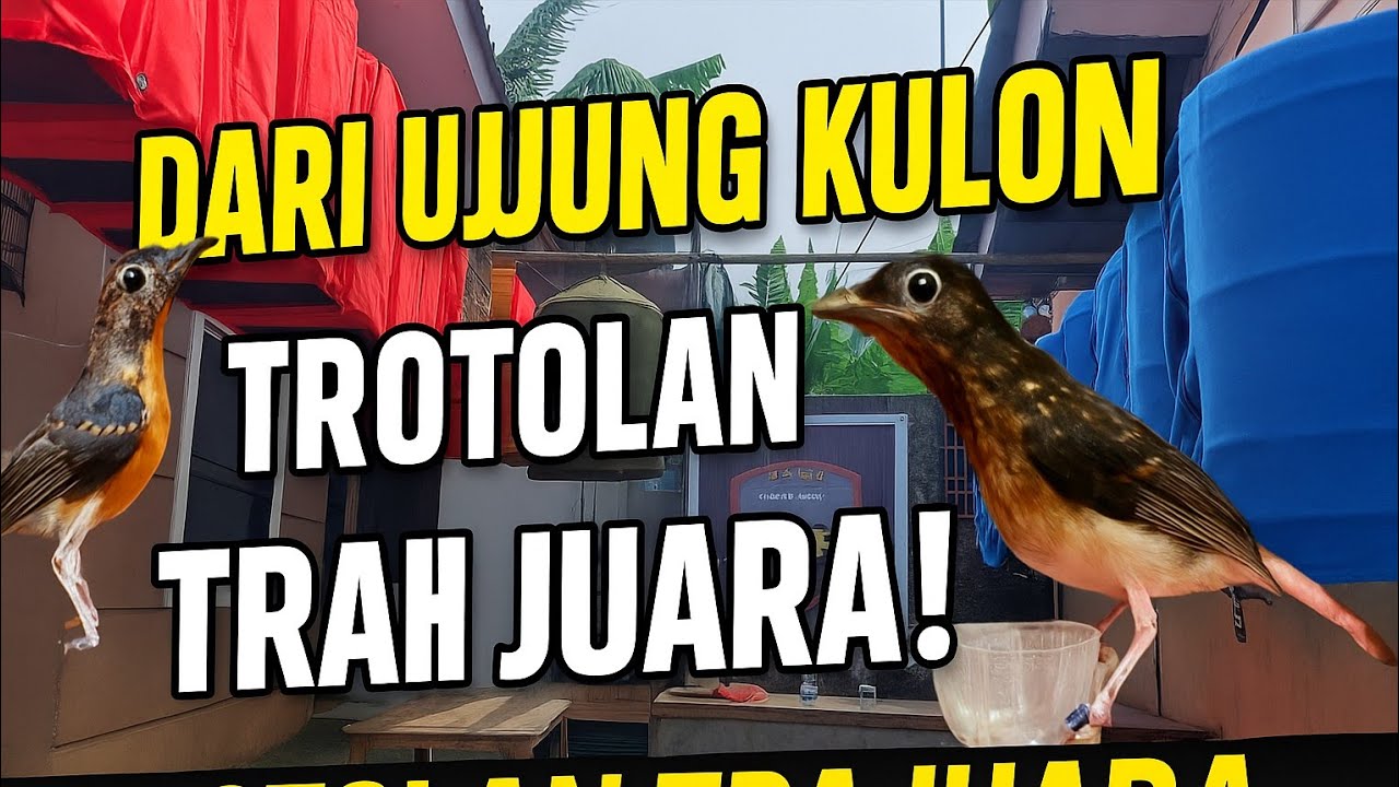 PENDATANG BARU! MURAI TROTOL PROSPEK KUALITAS NASIONAL HARGA MURAH DI KIOS WONG MURAI UJUNG KULON!