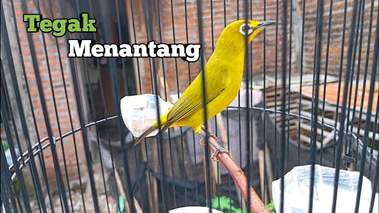 CALL PLECI JANTAN DAKUN BALI 