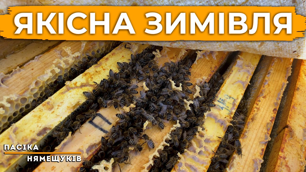Зимівля бджіл при правильному утепленні. Як такі умови створити?