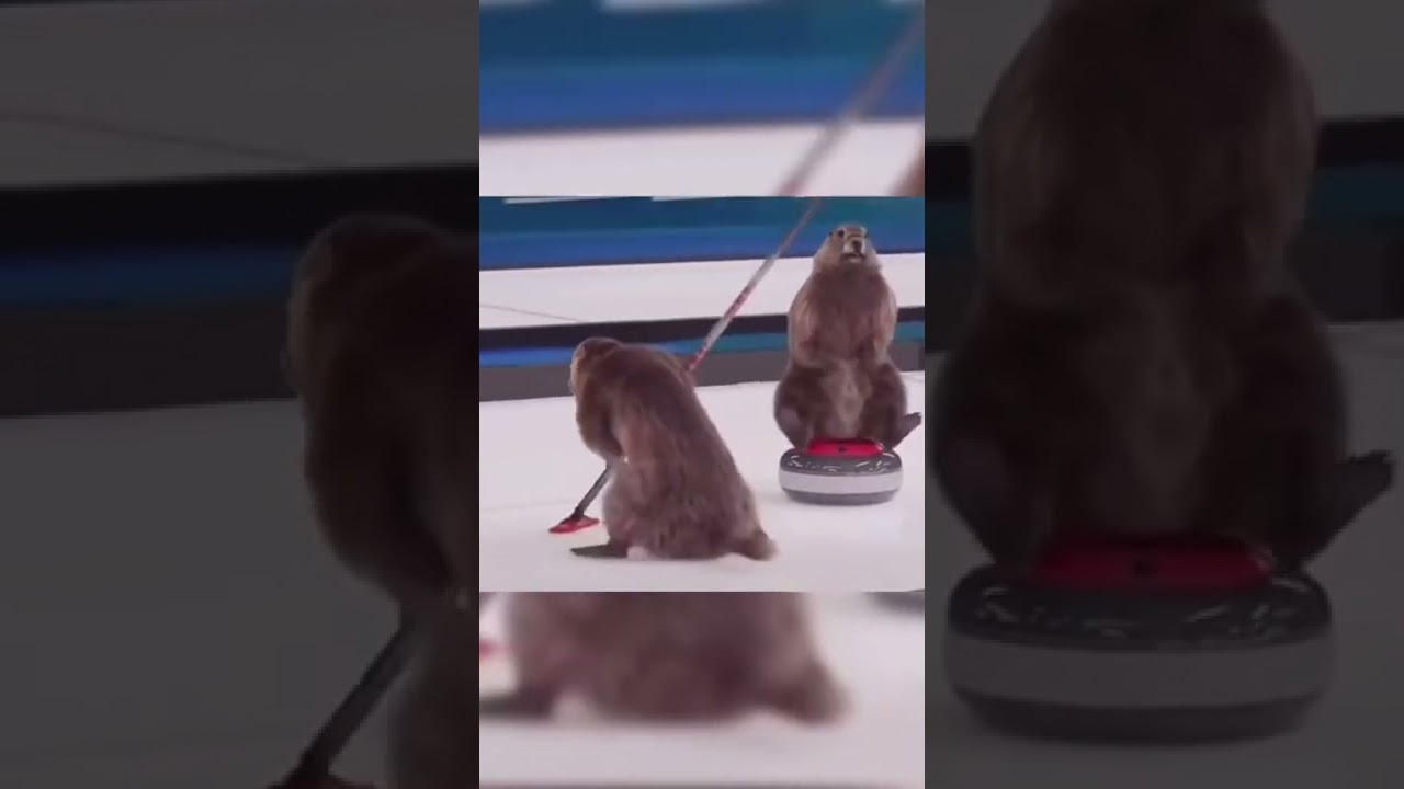 Marmots took part in the curling competition at the Winter Olympics