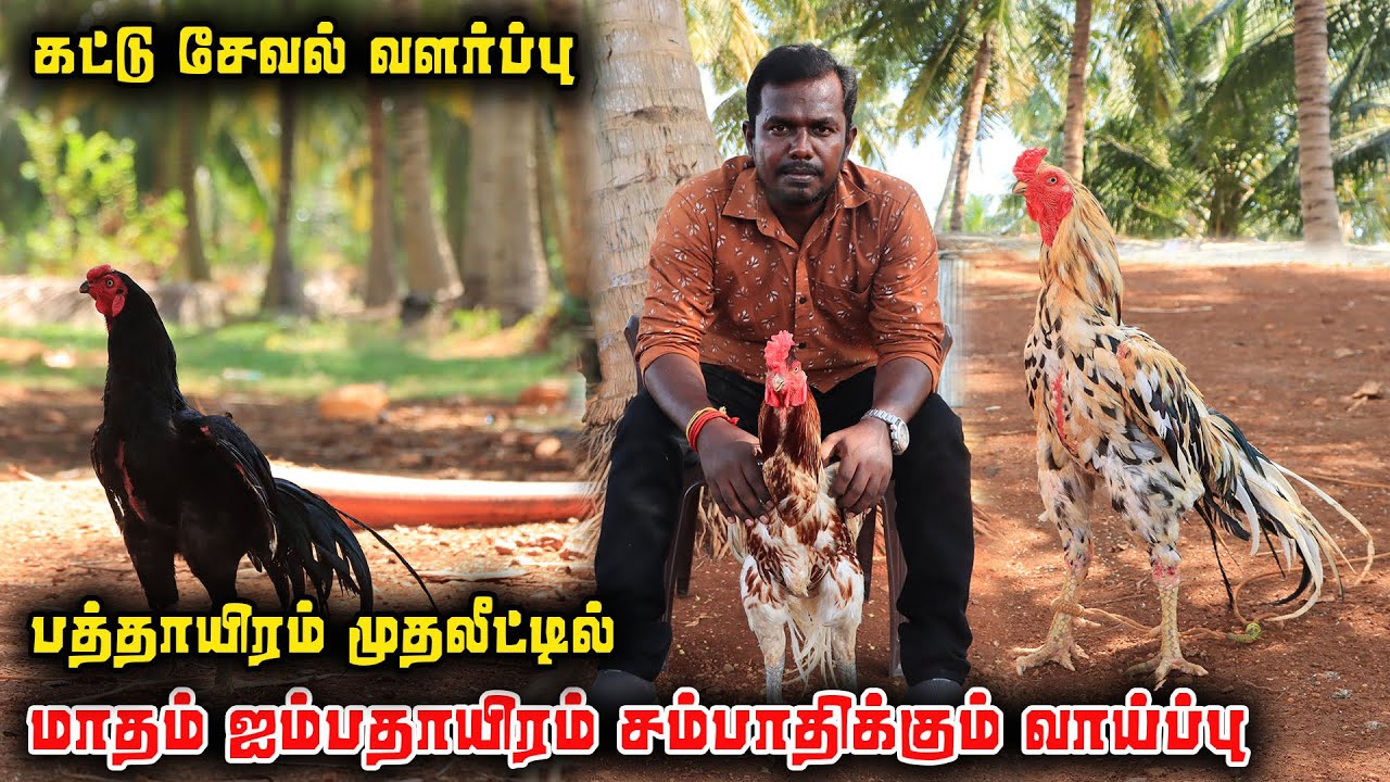 கொங்கு நாட்டு சேவல் வளர்ப்பு |Trending Vlogs Thamil
