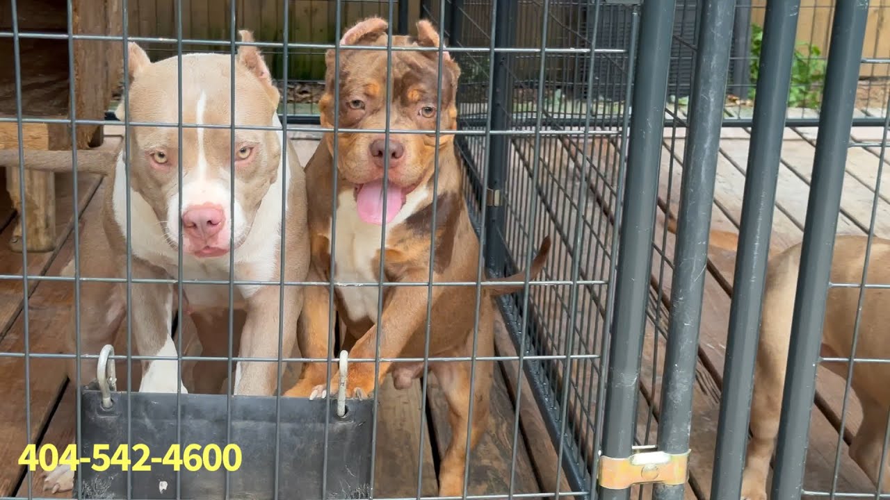 Are These REAL American Bullies???