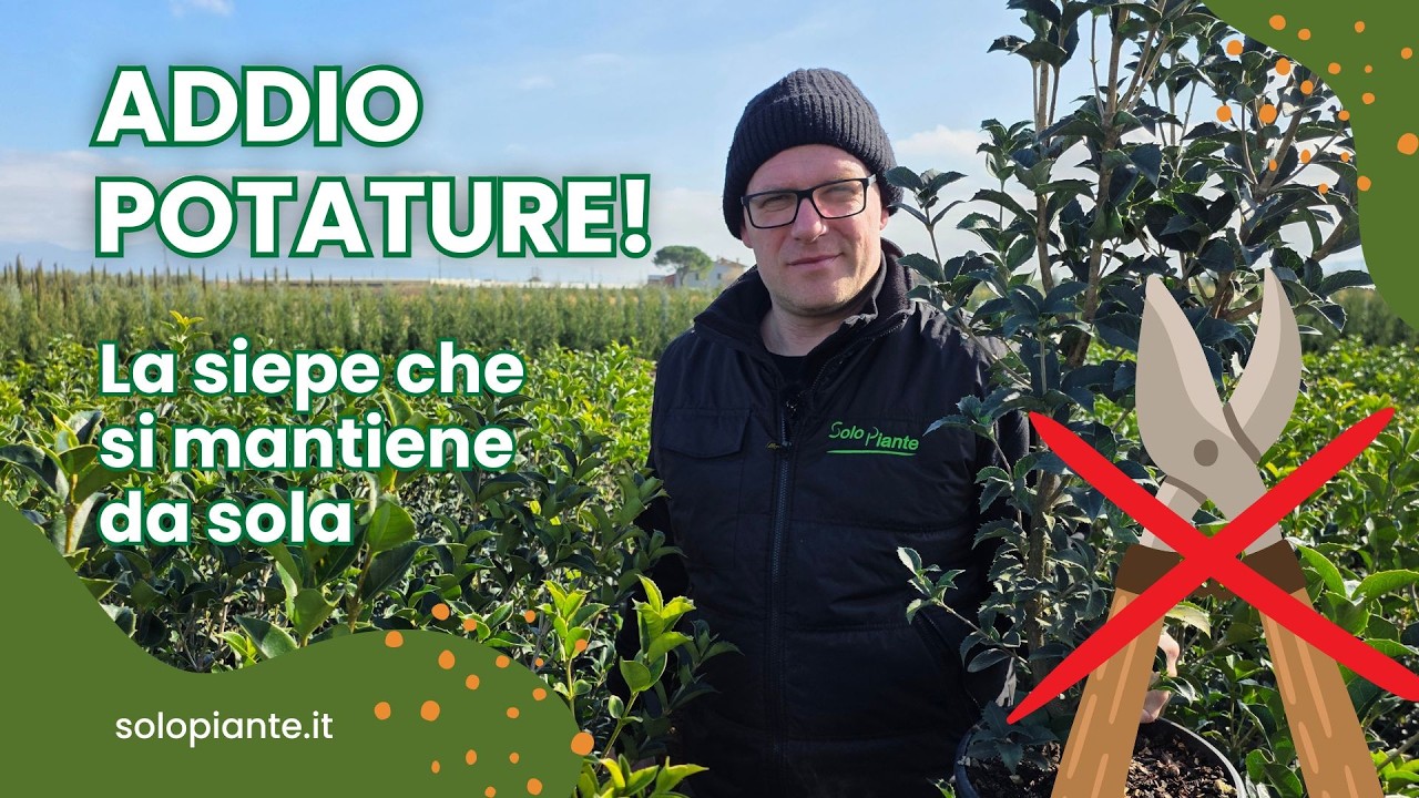 Siepe a bassa manutenzione ➡️ perché scegliere l'Osmanthus (Acquifolium vs Ilicifolius)